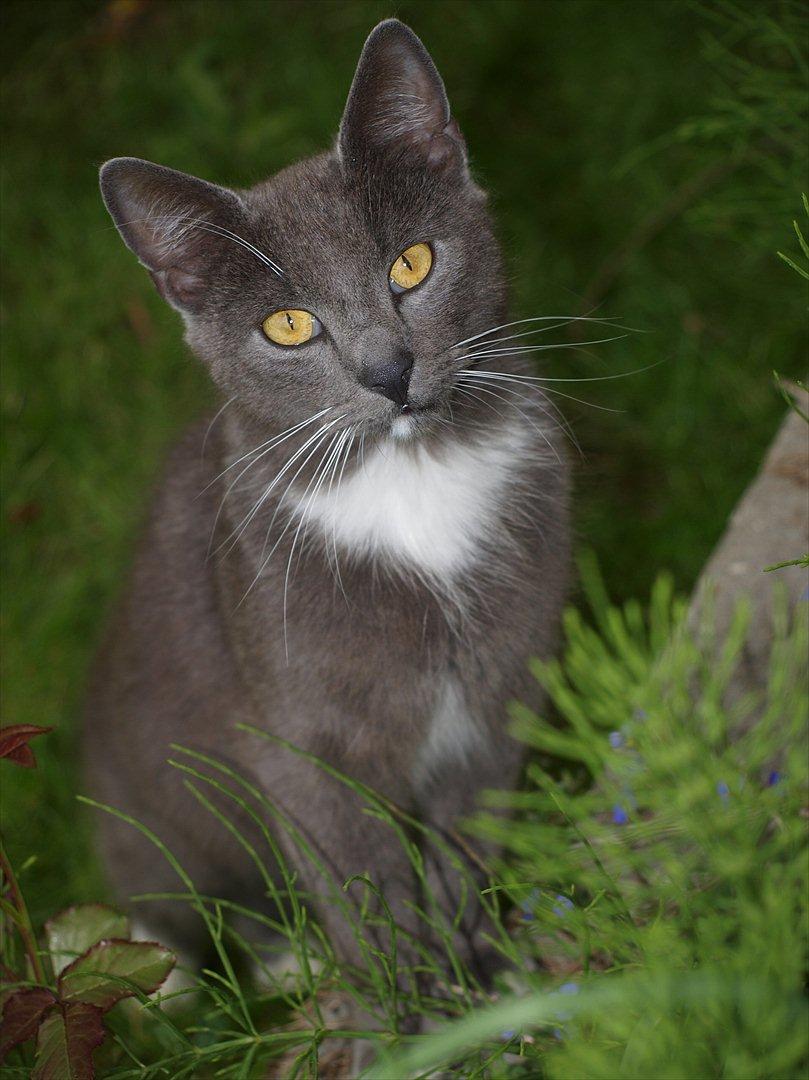 Huskat Star billede 1