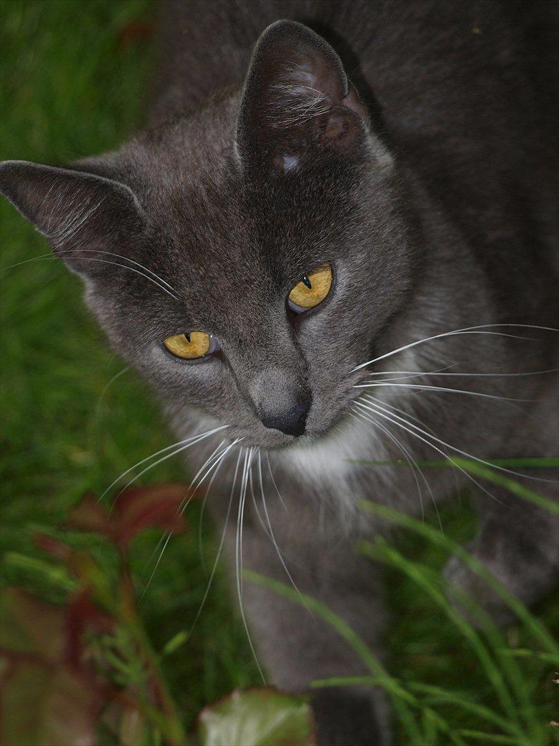 Huskat Star billede 2