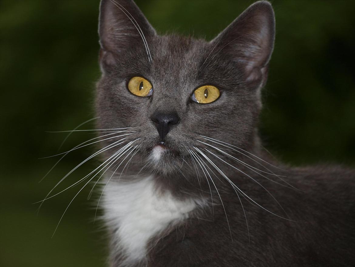 Huskat Star billede 4