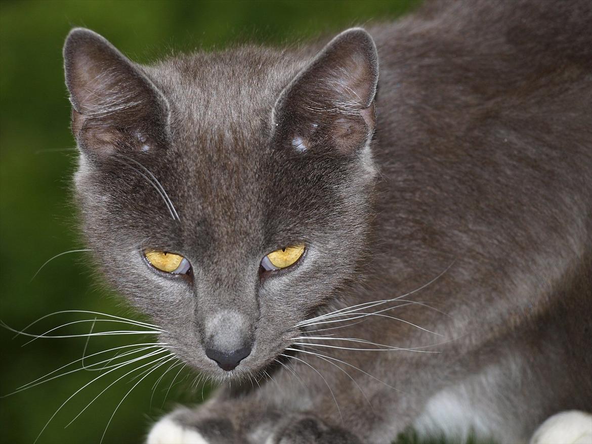 Huskat Star billede 5