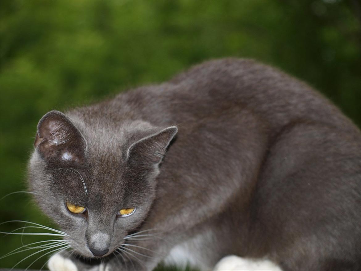 Huskat Star billede 6