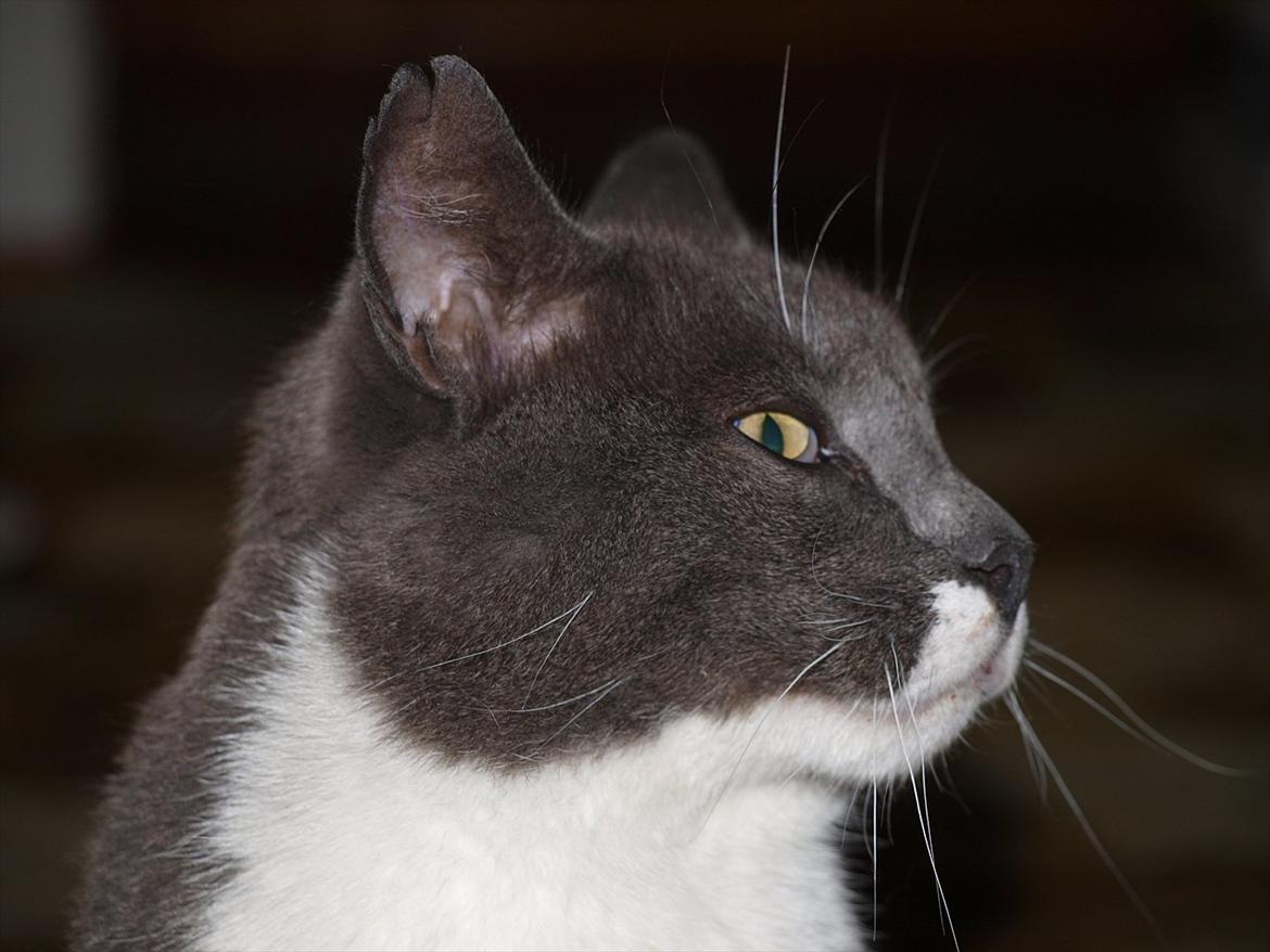 Huskat Gunner billede 1