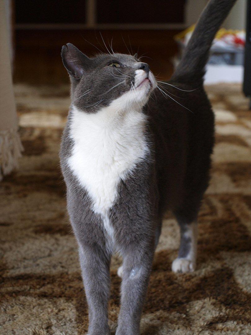 Huskat Gunner billede 2