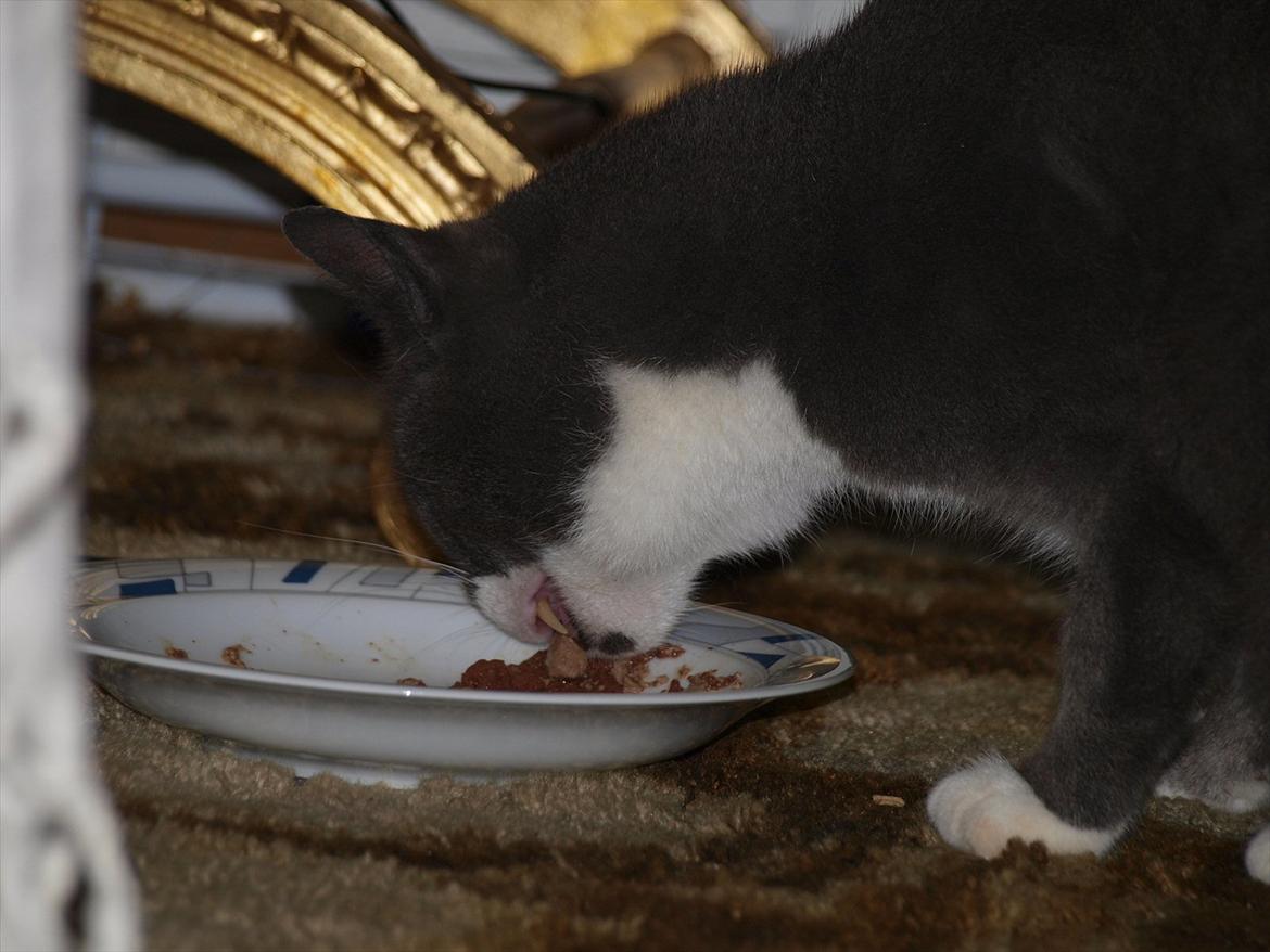 Huskat Gunner billede 3