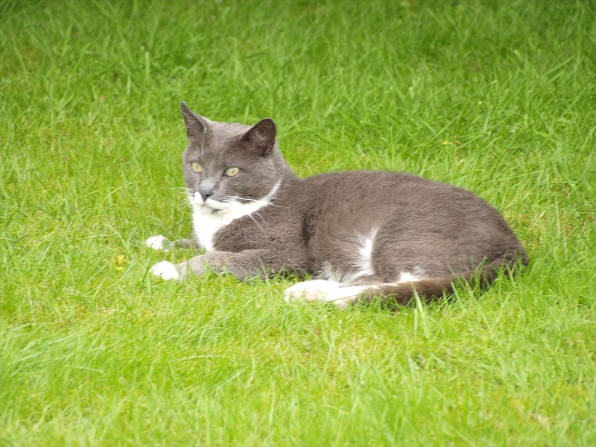 Huskat Gunner billede 4