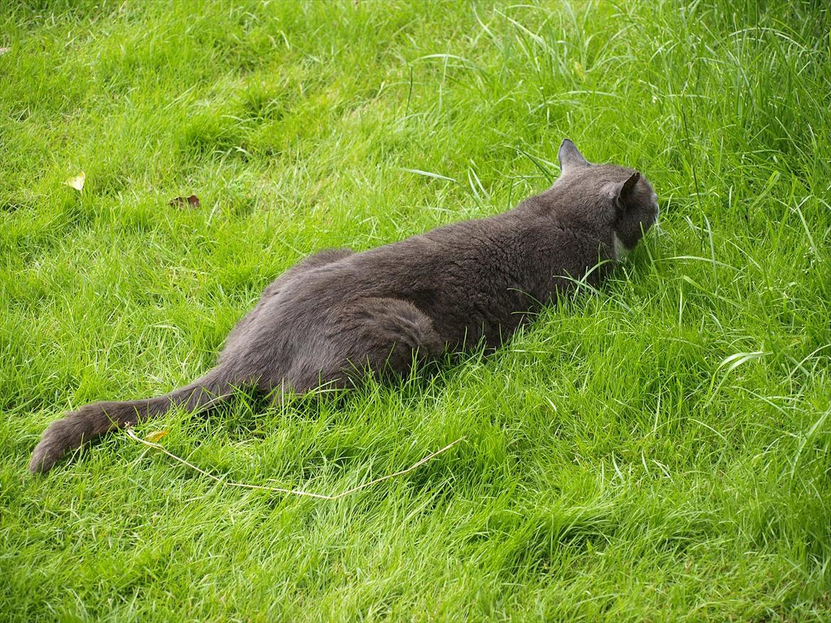 Huskat Gunner billede 5