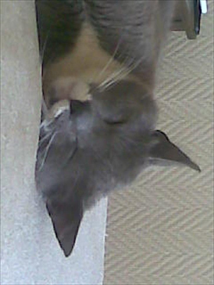 Huskat Gunner billede 6