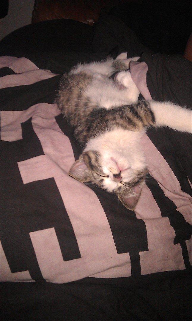 Huskat Miffi - Miffi gået kold efter hun har leget med sit ynglings legetøj, en pind m. snor og bold :P billede 1