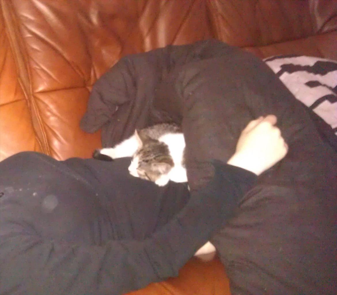 Huskat Miffi - Tager lige en lur på mors mave, det er det bedste sted :D hehe billede 2