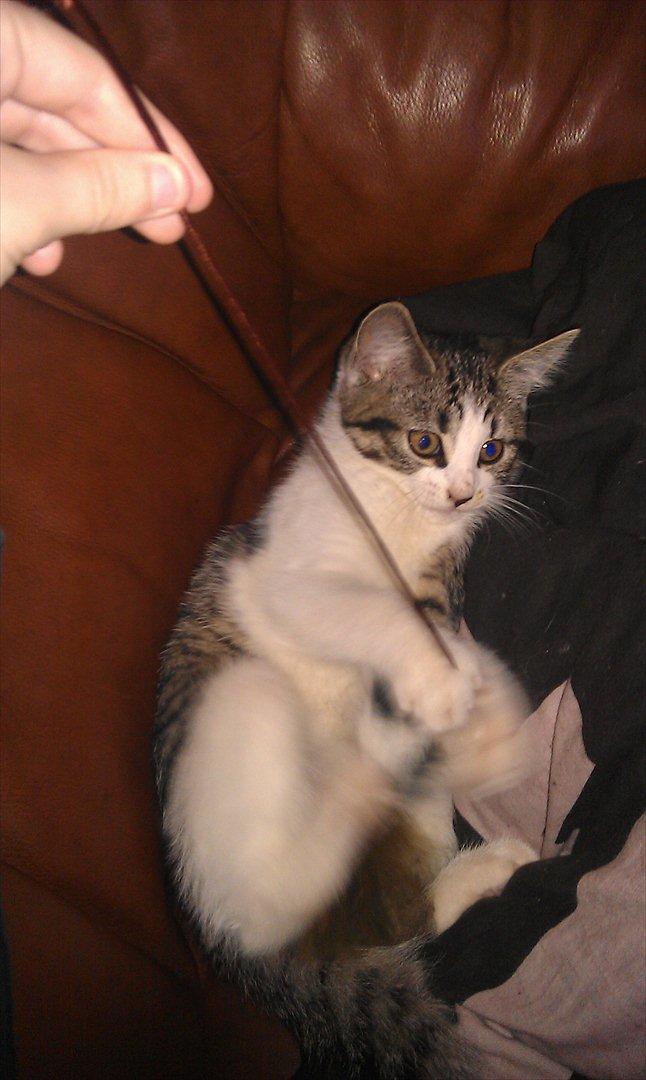 Huskat Miffi - leger lige lidt m. mit ynglings legetøj :P billede 3