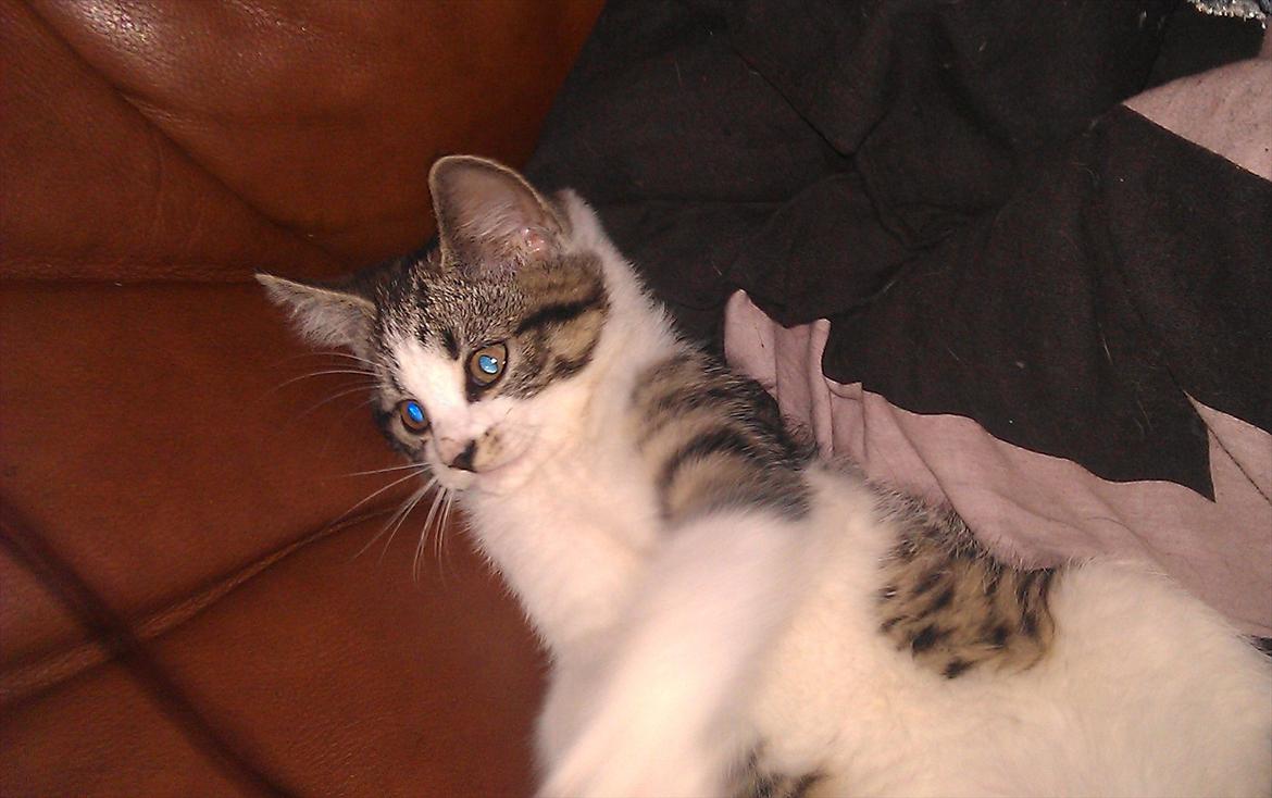 Huskat Miffi billede 4