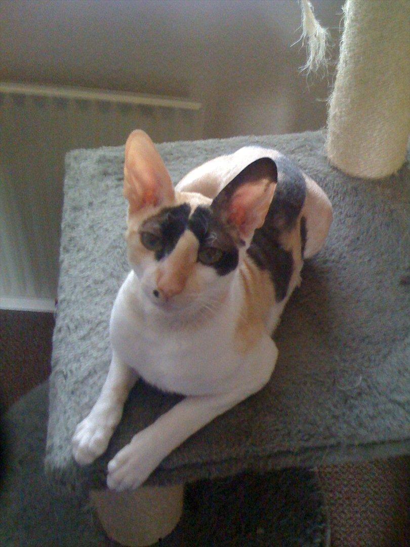 Cornish Rex Fogedegaarden's Bibi - Fogedgårdens Bibi - Princess billede 1