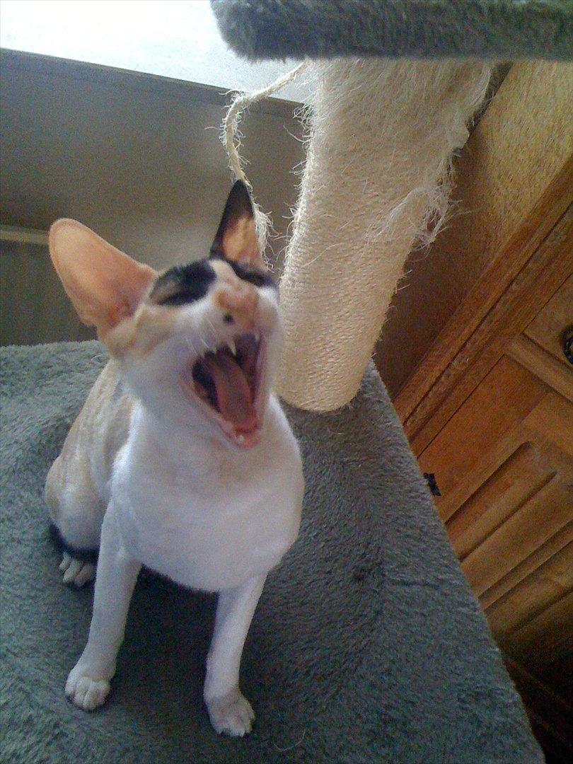 Cornish Rex Fogedegaarden's Bibi - Fogedgårdens Bibi - Princess - Top lækker :D billede 6