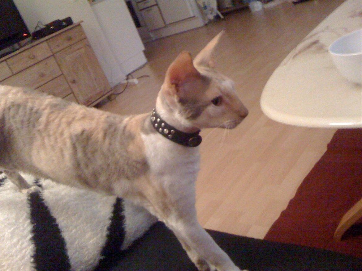 Cornish Rex Fogedegaarden's Afrodite - Forgedgårdens Afrodite - Madammen billede 1