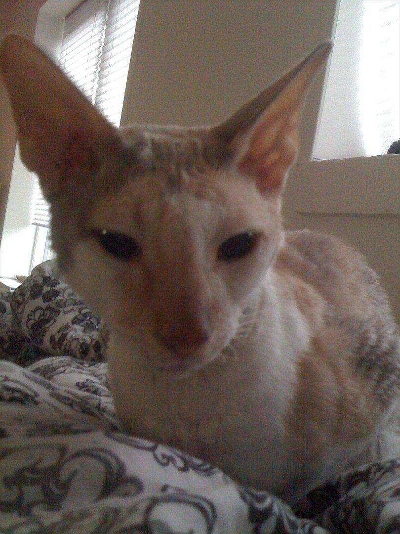 Cornish Rex Fogedegaarden's Afrodite - Forgedgårdens Afrodite - Madammen billede 3