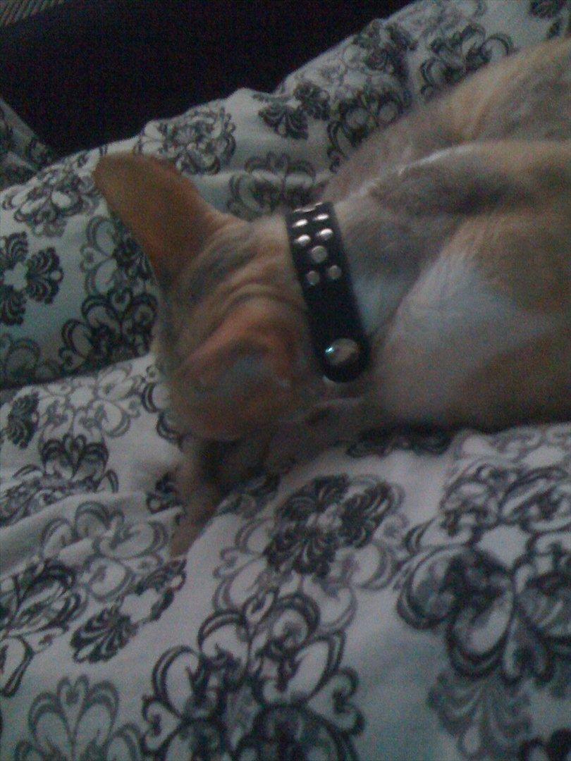 Cornish Rex Fogedegaarden's Afrodite - Forgedgårdens Afrodite - Madammen billede 8