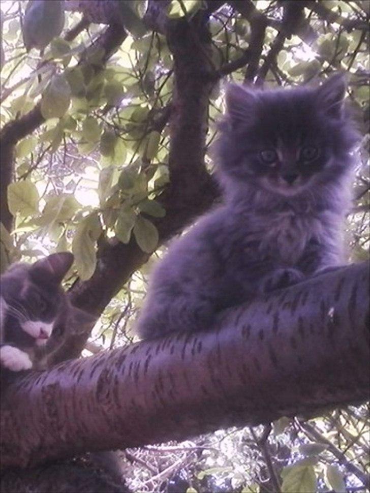 Blanding af racer Irina Shayk billede 1