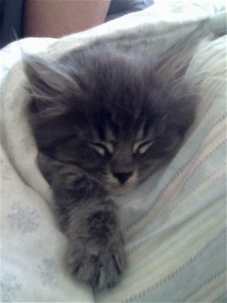 Blanding af racer Irina Shayk billede 2