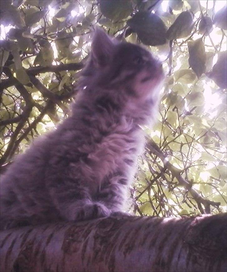 Blanding af racer Irina Shayk billede 3