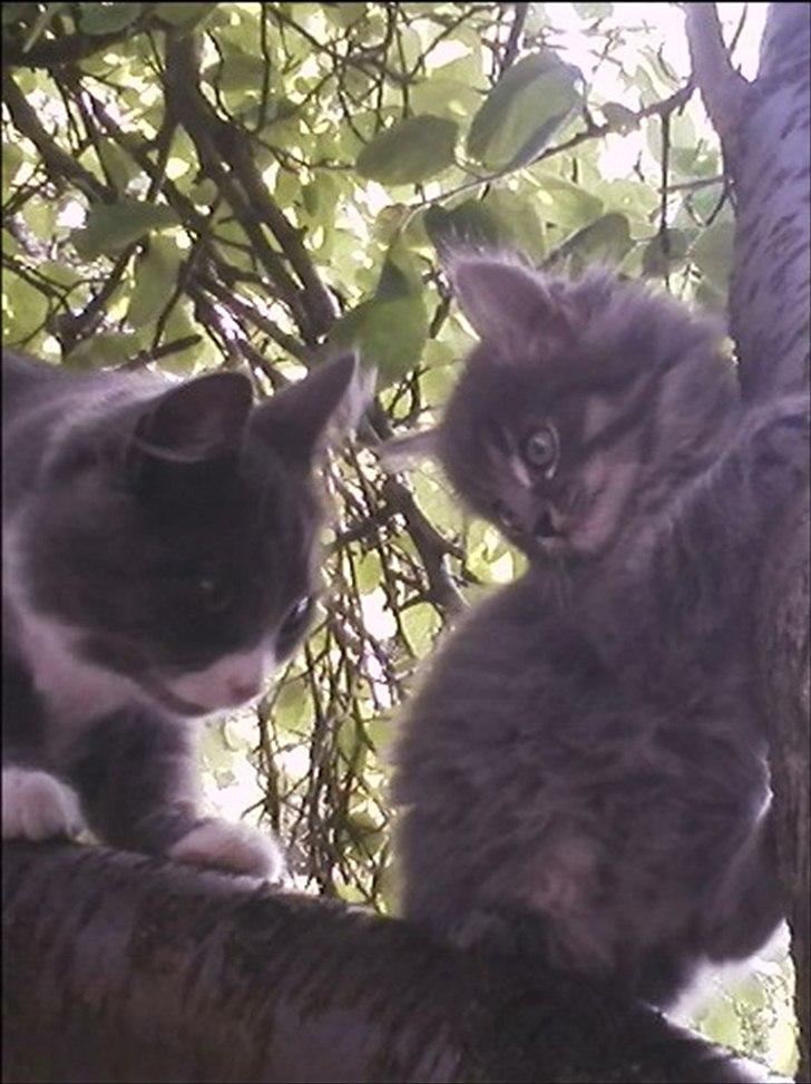 Blanding af racer Irina Shayk billede 4