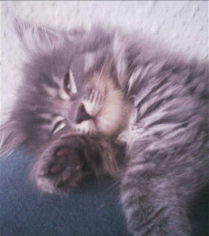 Blanding af racer Irina Shayk billede 5