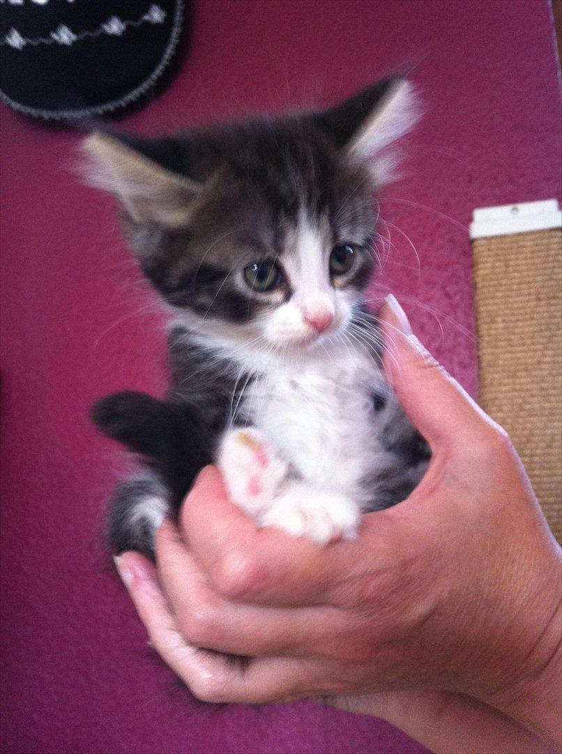 Sibirisk Kat DK Meldgaards Yana - En lille håndfuld Yana billede 8