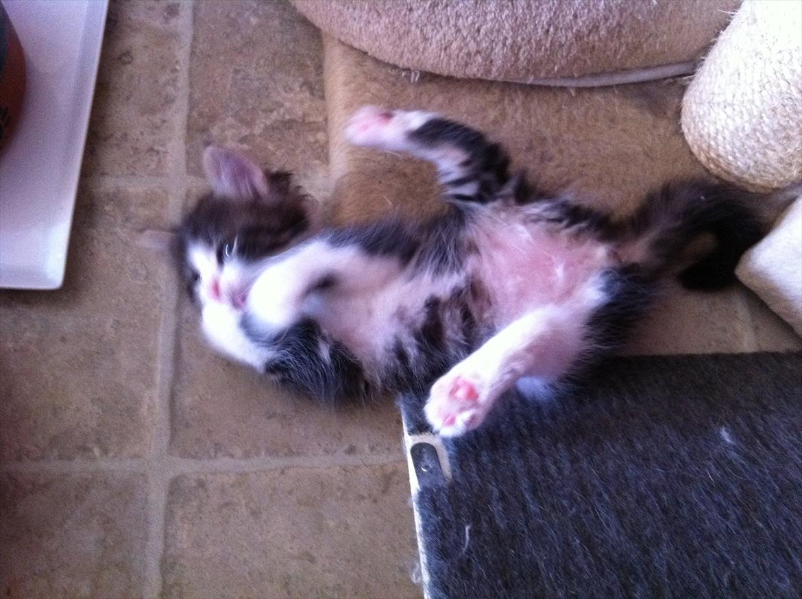 Sibirisk Kat DK Meldgaards Yana - Lille fjolle billede 9