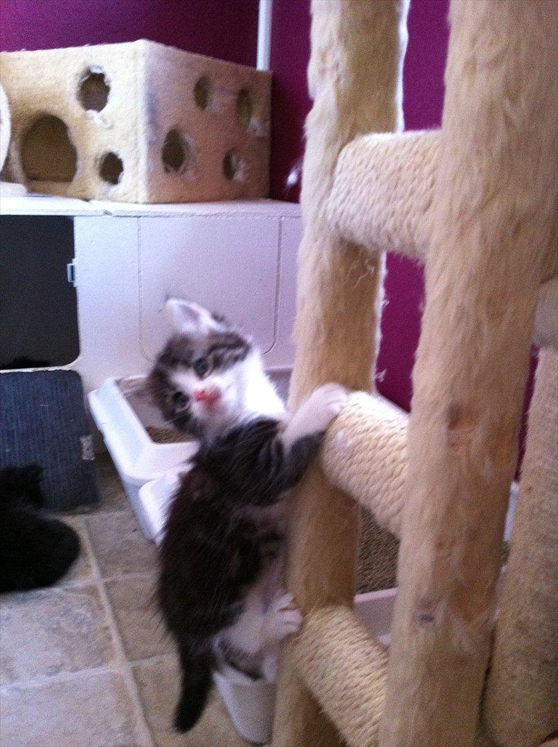 Sibirisk Kat DK Meldgaards Yana - Lille abekat <3 billede 10