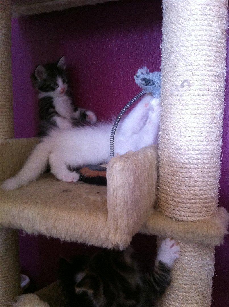 Sibirisk Kat DK Meldgaards Yana - Yana leger med Stanislavs lillesøster :) billede 11