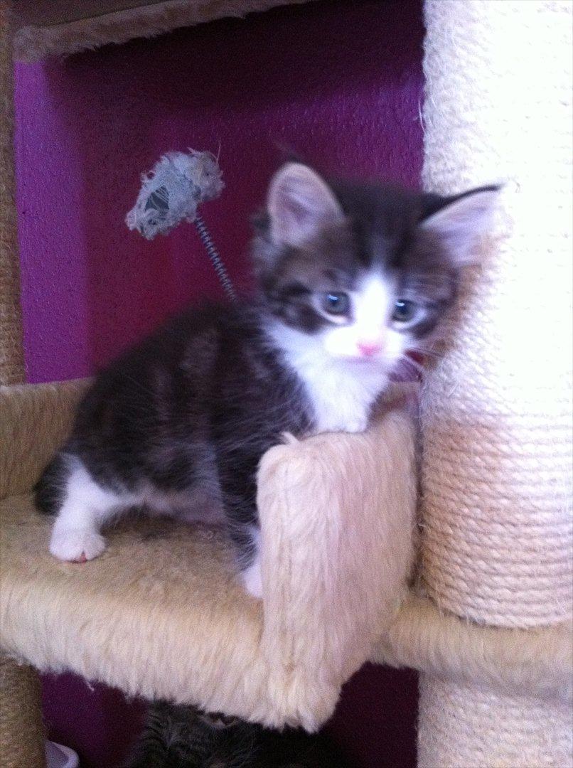 Sibirisk Kat DK Meldgaards Yana - Min skønne tøs :-* billede 12