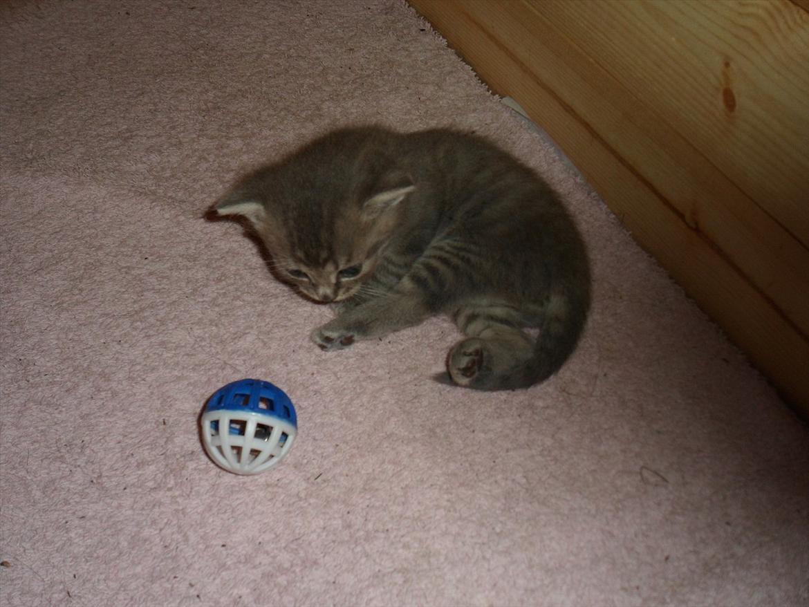 Huskat Viola billede 9