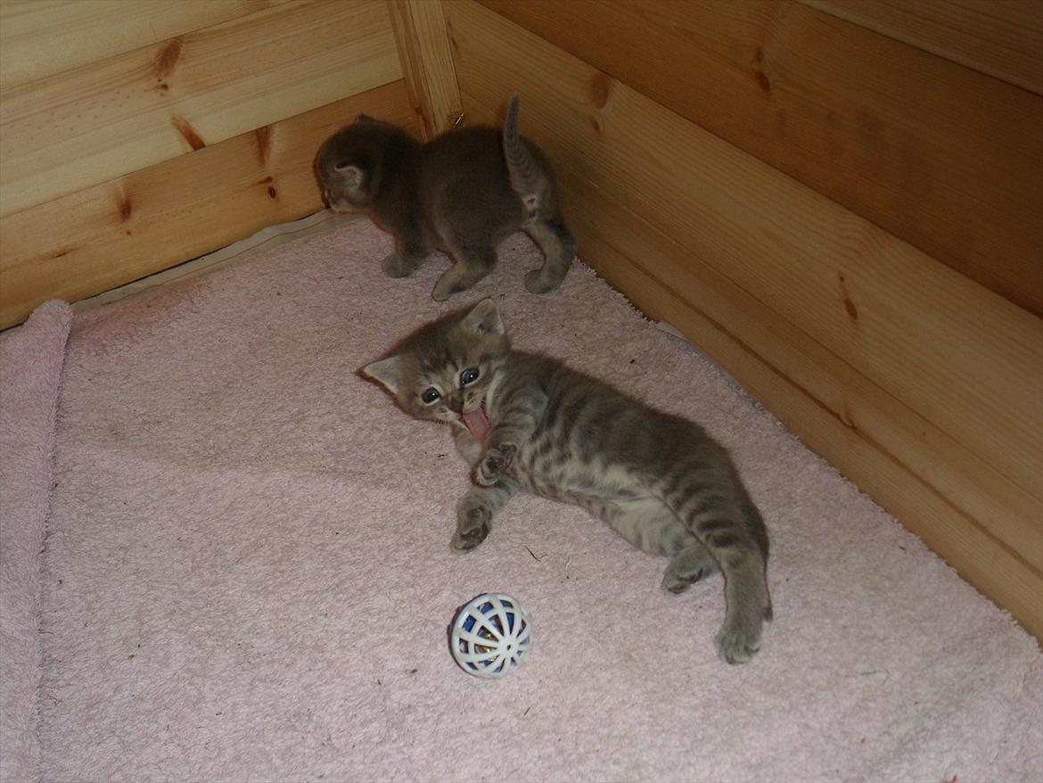 Huskat Viola billede 10