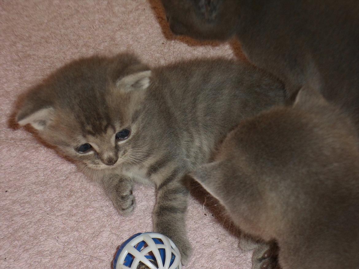 Huskat Viola billede 11