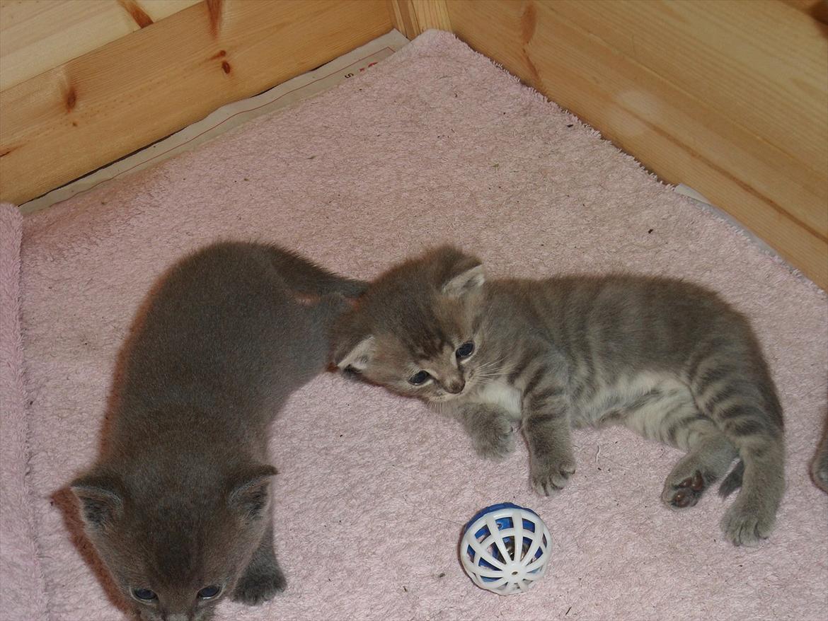 Huskat Viola billede 12