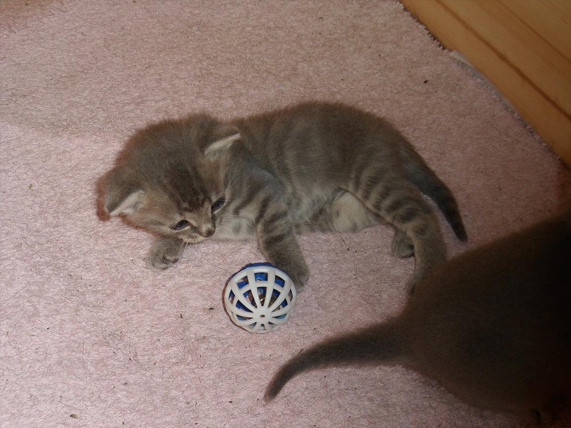 Huskat Viola billede 13