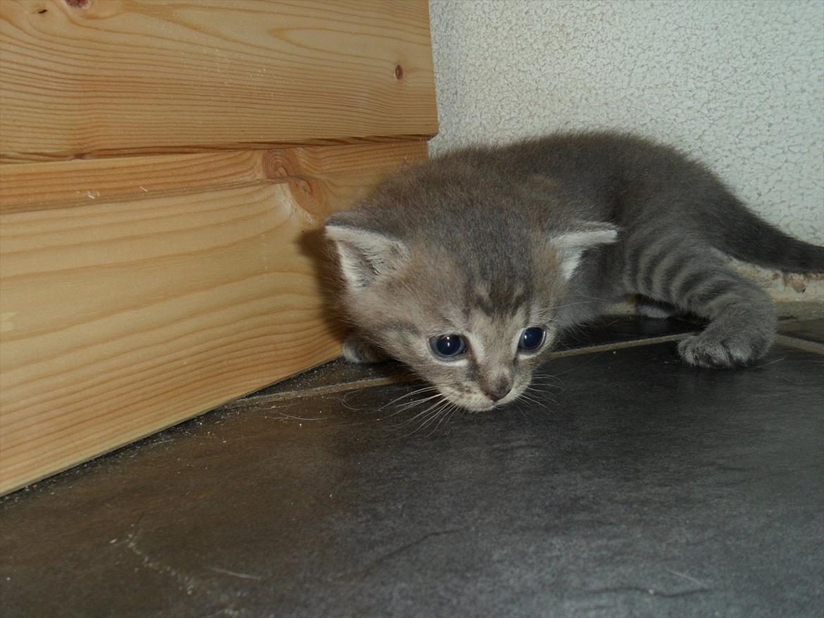 Huskat Viola billede 15