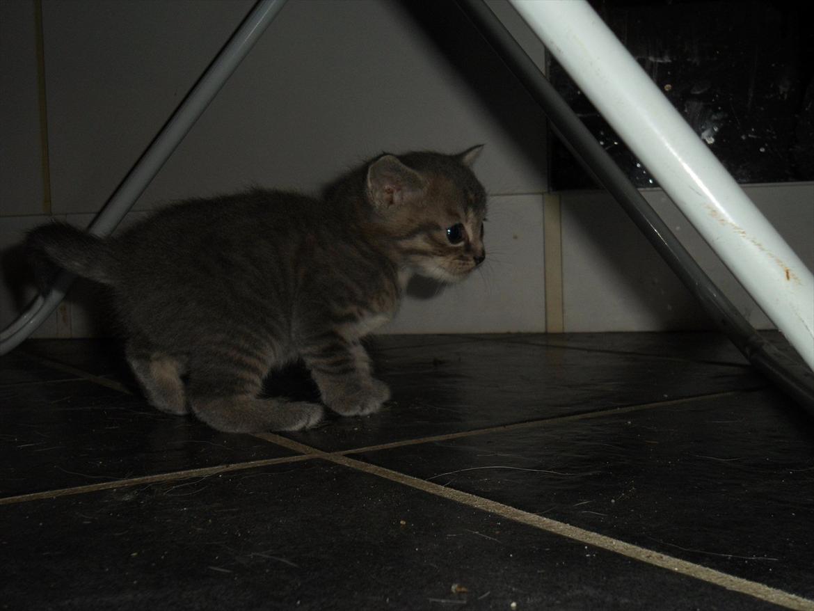 Huskat Viola billede 16