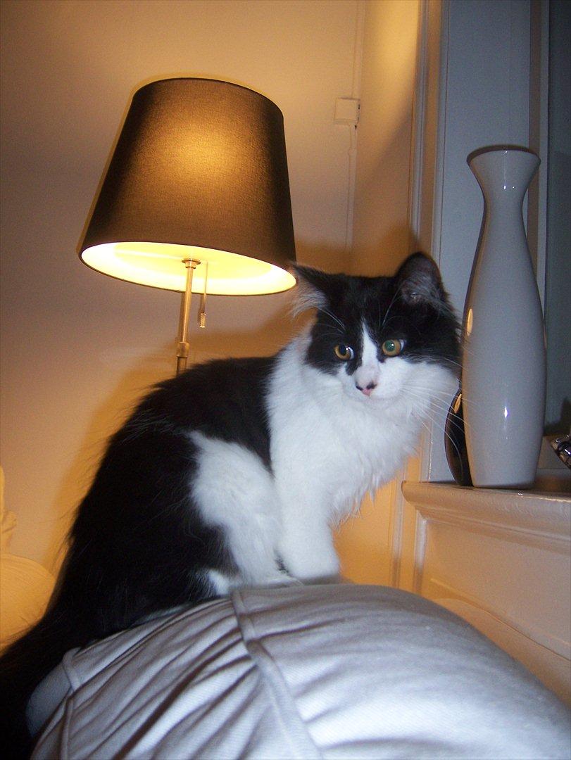 Blanding af racer Hector billede 8