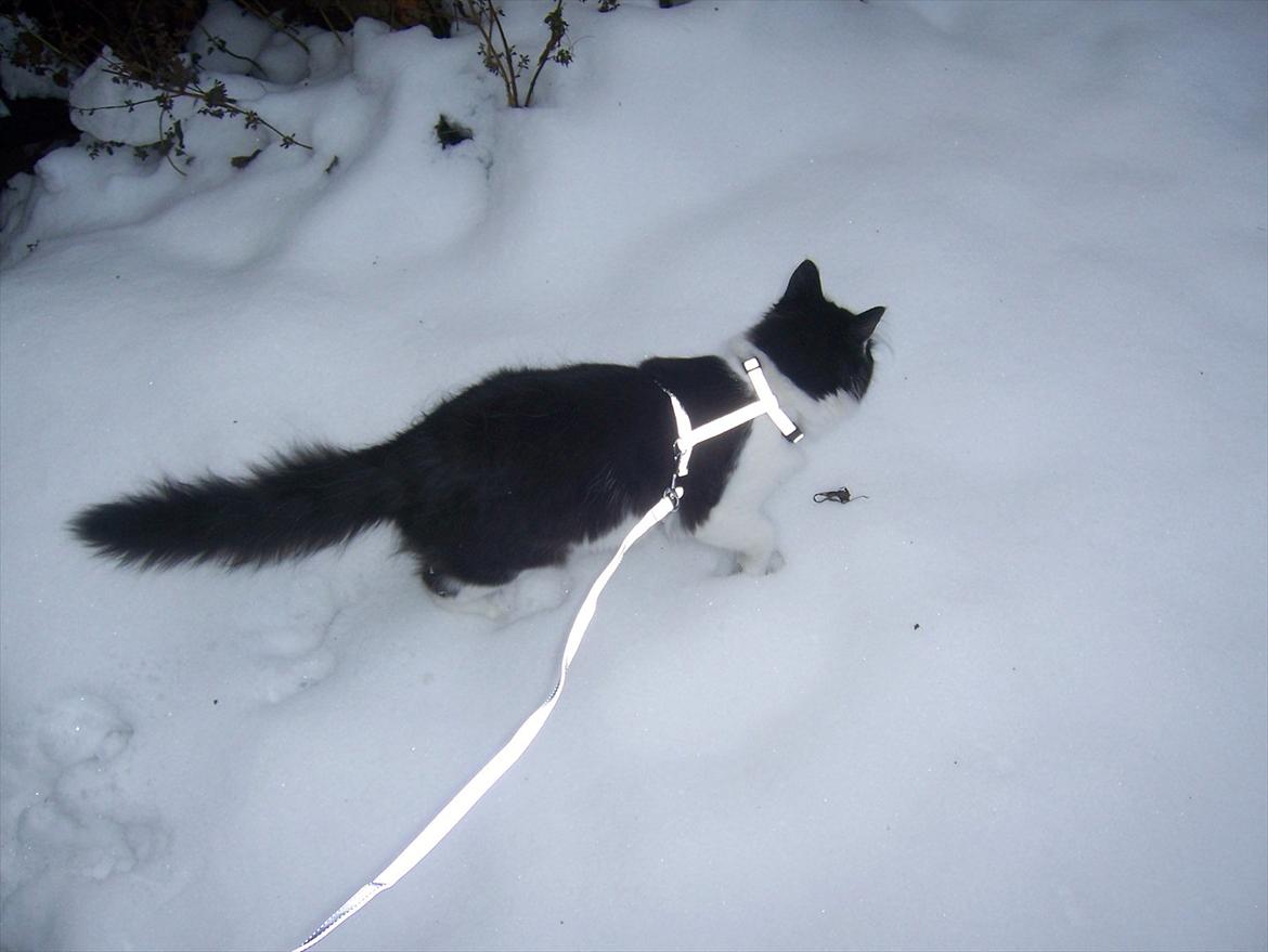 Blanding af racer Hector billede 9