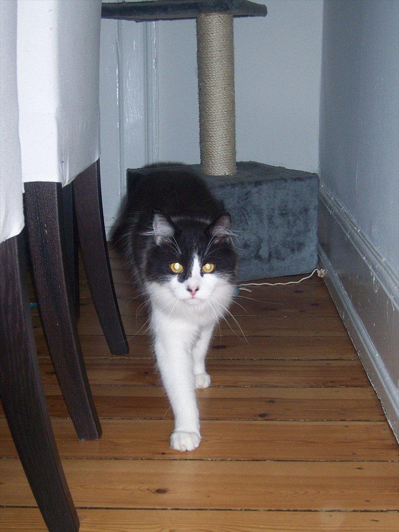 Blanding af racer Hector billede 10