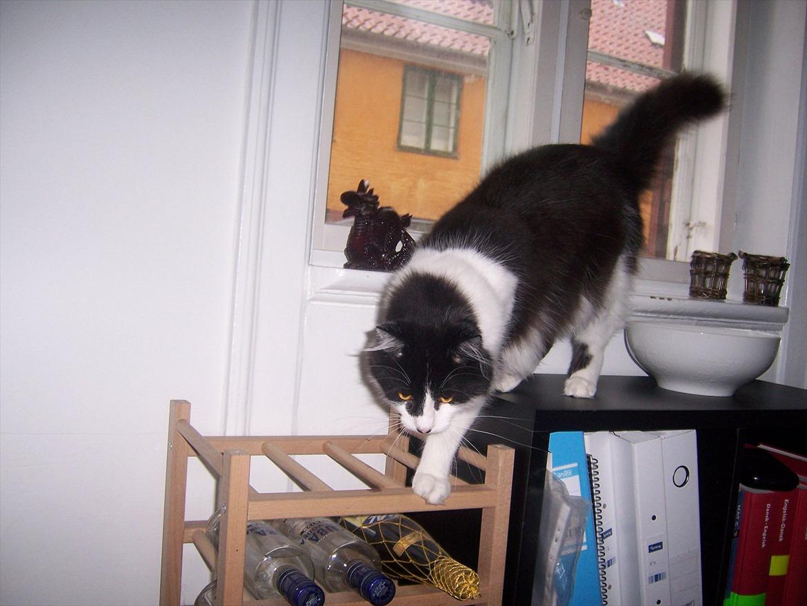 Blanding af racer Hector billede 11