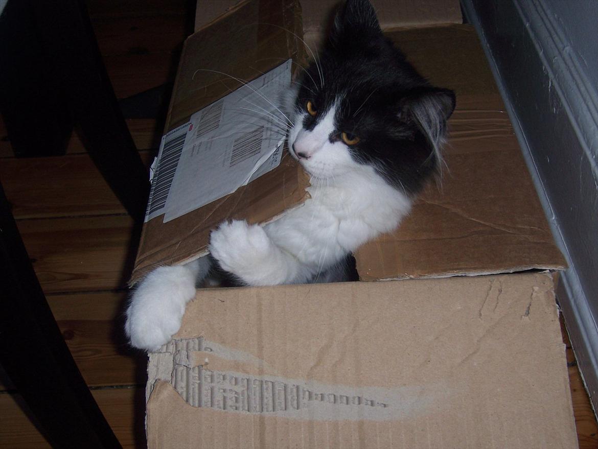 Blanding af racer Hector billede 12