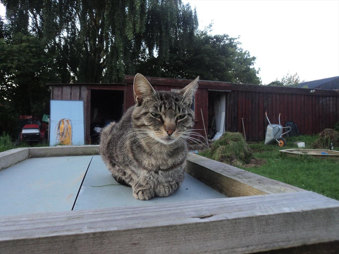 Huskat Floffy;* billede 4