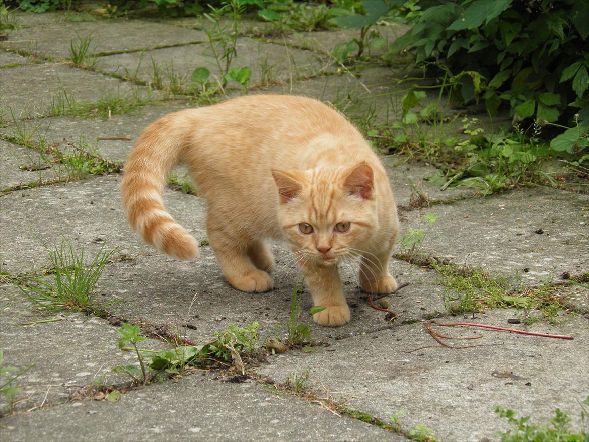 British Shorthair Lady Xiera's Red Alert (Meeko) billede 1