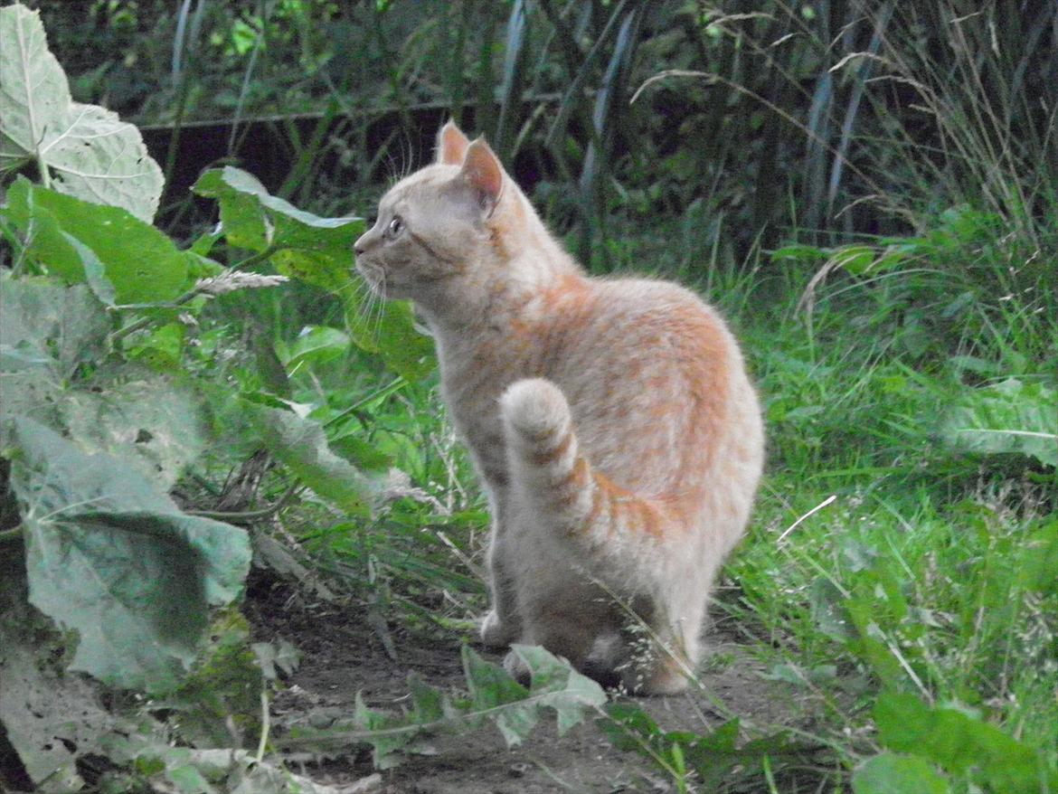 British Shorthair Lady Xiera's Red Alert (Meeko) billede 2