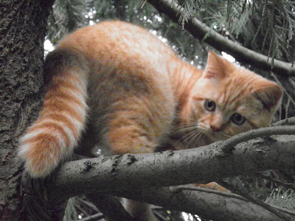 British Shorthair Lady Xiera's Red Alert (Meeko) billede 3