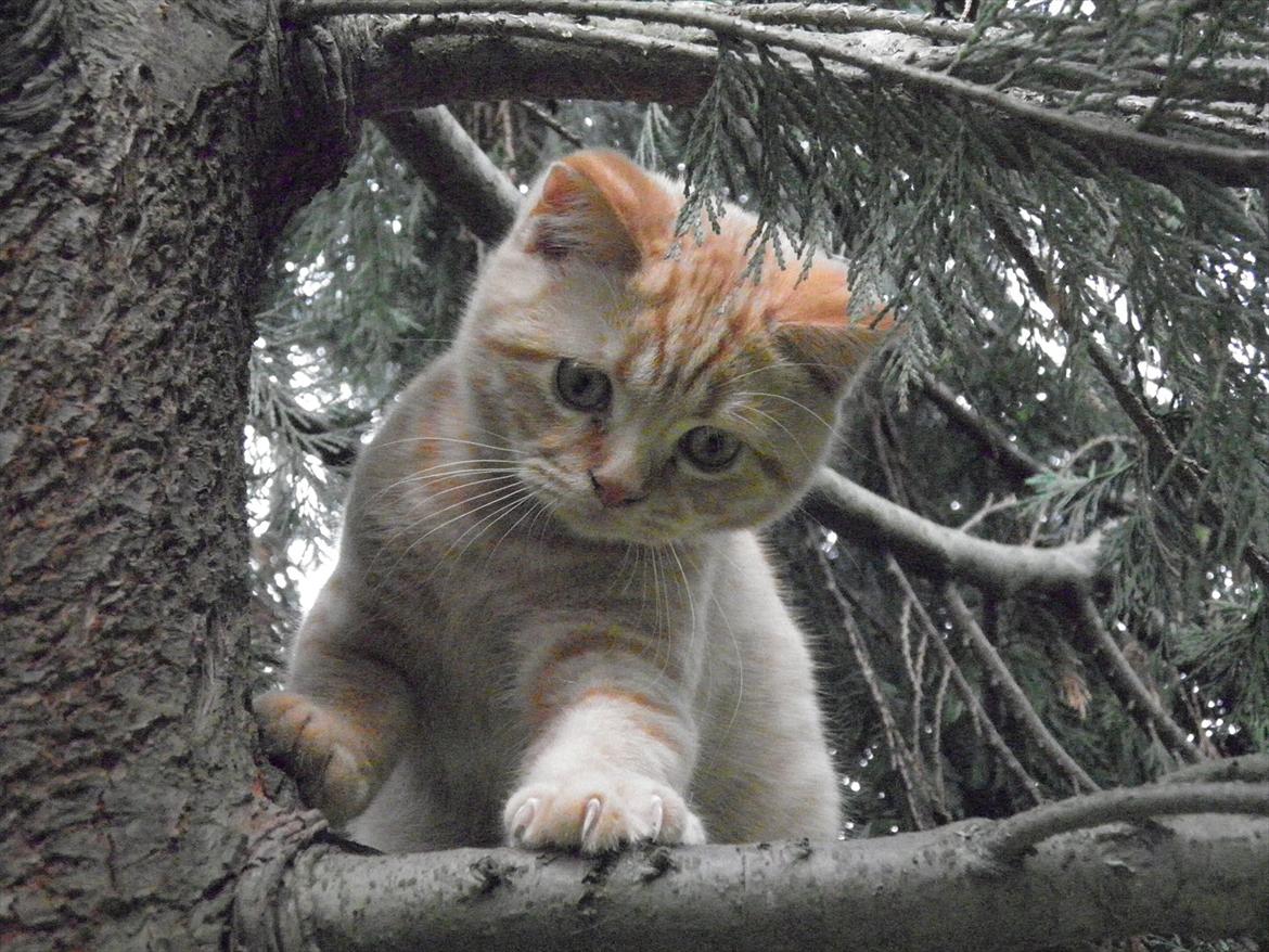 British Shorthair Lady Xiera's Red Alert (Meeko) billede 4