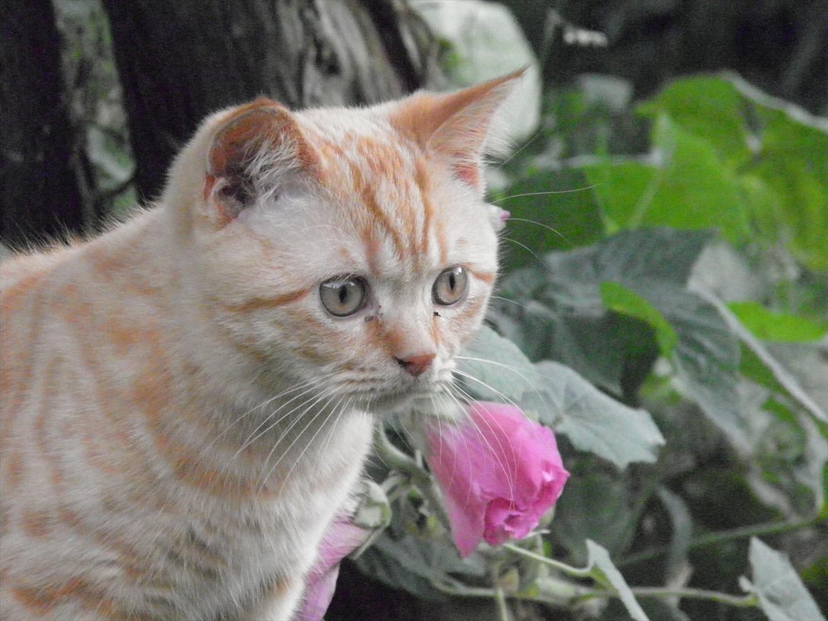 British Shorthair Lady Xiera's Red Alert (Meeko) billede 5