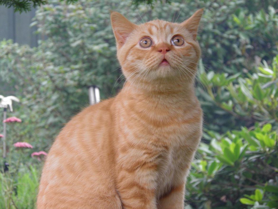 British Shorthair Lady Xiera's Red Alert (Meeko) billede 6