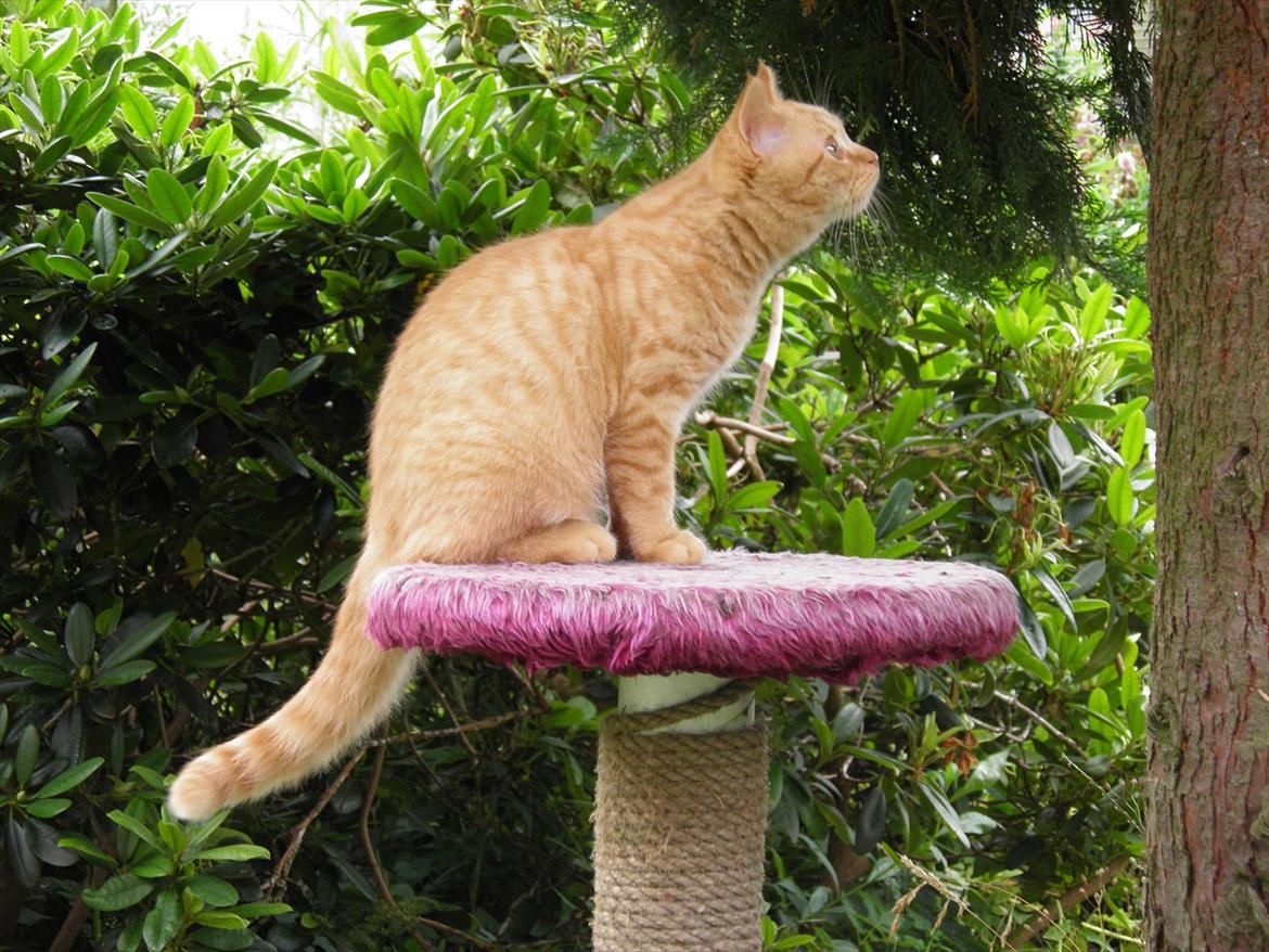 British Shorthair Lady Xiera's Red Alert (Meeko) billede 7